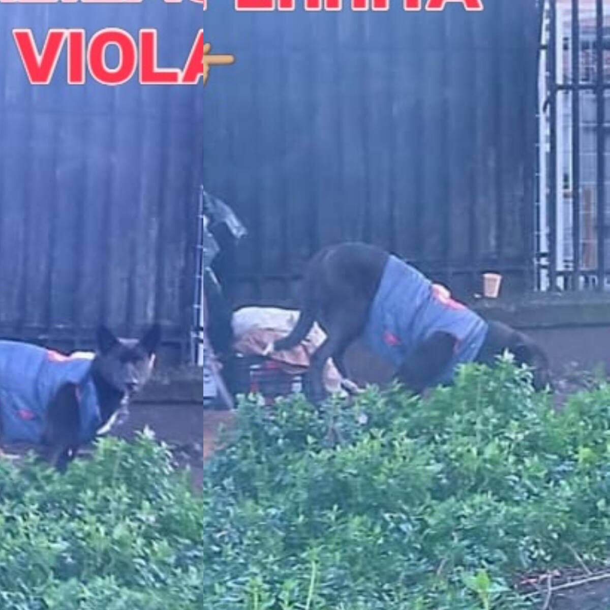 Detienen a sujeto acusado de abusar sexualmente de perrita dentro de un ruco en Concepción
