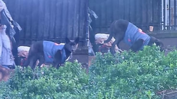 Detienen a sujeto acusado de abusar sexualmente de perrita dentro de un ruco en Concepción