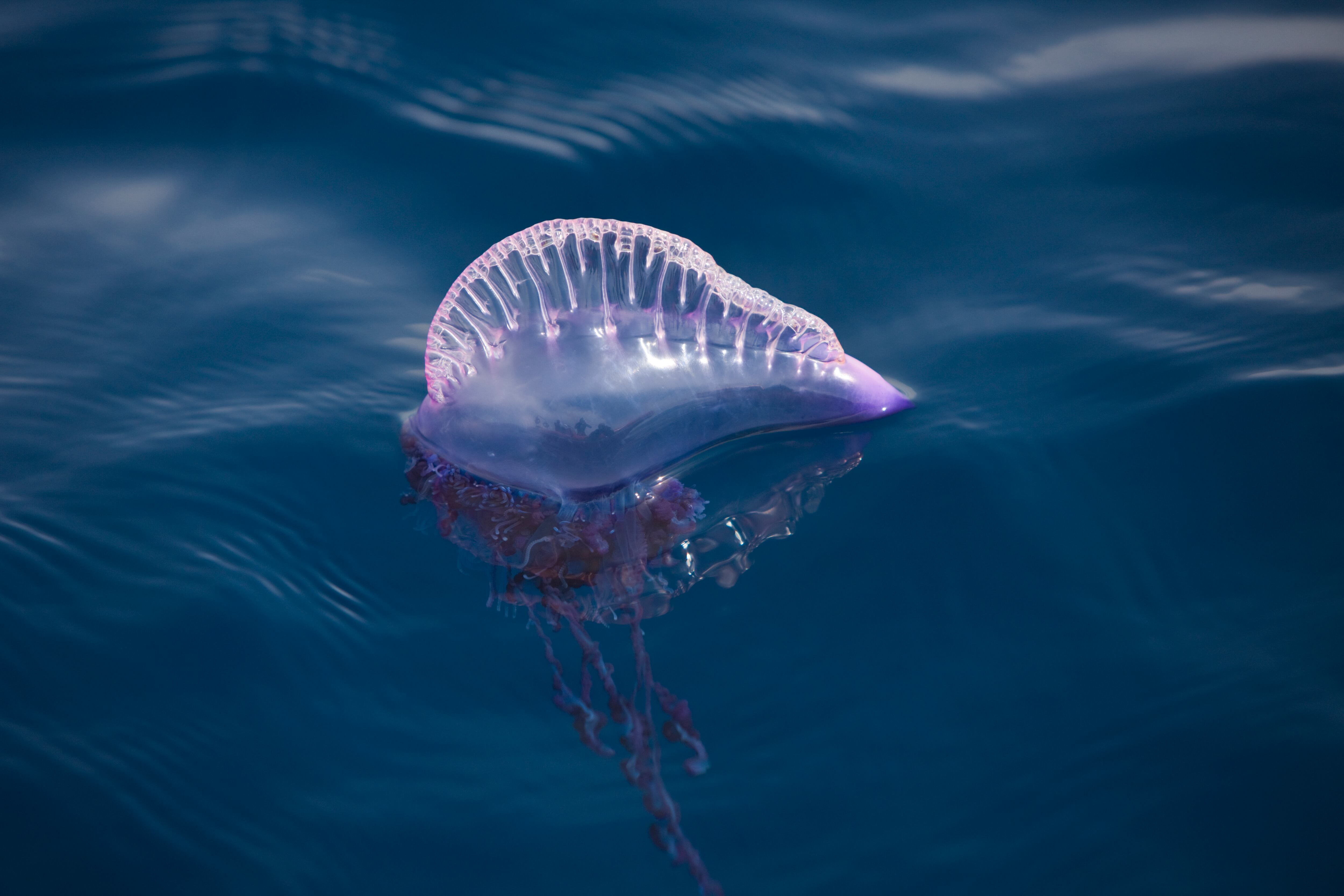 (GERMANY OUT) Portuguese Man of War, Physalia physalis, Azores, Atlantic Ocean, Portugal (Photo by Reinhard Dirscherl/ullstein bild via Getty Images)