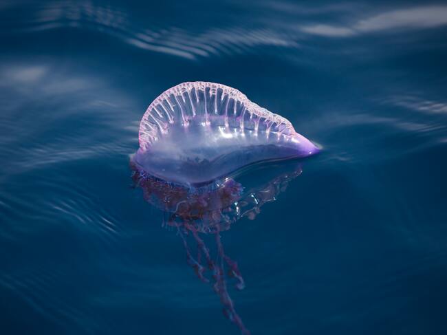 (GERMANY OUT) Portuguese Man of War, Physalia physalis, Azores, Atlantic Ocean, Portugal (Photo by Reinhard Dirscherl/ullstein bild via Getty Images)