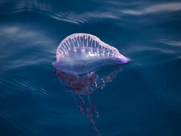 (GERMANY OUT) Portuguese Man of War, Physalia physalis, Azores, Atlantic Ocean, Portugal (Photo by Reinhard Dirscherl/ullstein bild via Getty Images)