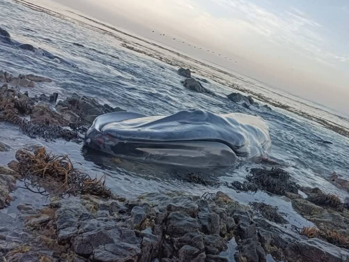Crean herramienta para reportar animales marinos muertos en las costas de Chile: cómo funciona (paso a paso)