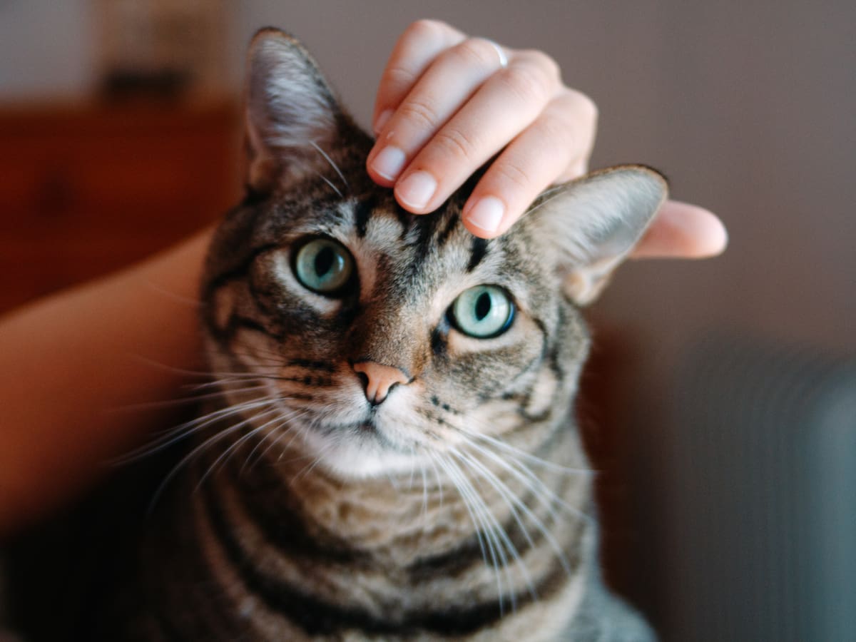 ¿Tu gato es realmente feliz? Un experto despeja los mitos sobre el cuidado felino en casa