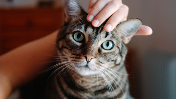 ¿Tu gato es realmente feliz? Un experto despeja los mitos sobre el cuidado felino en casa