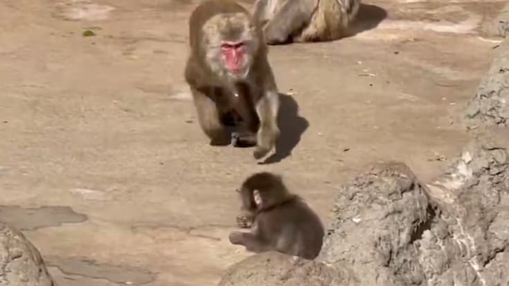 Se desconocieron: Punch, el mono abandonado, recibe golpiza de parte de macaco descontrolado