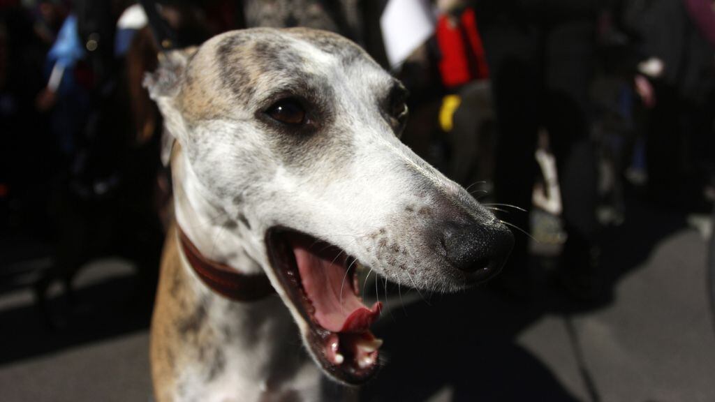 Galgo, 1024x576 jpg ok
