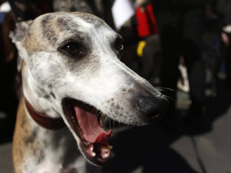 Galgo, 1024x576 jpg ok