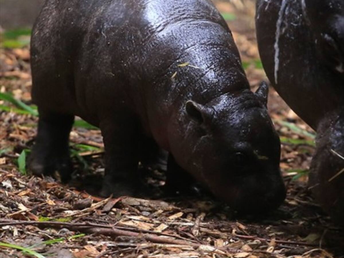 Así fue la presentación de la primera hipopótamo pigmeo hembra en el Buin Zoo