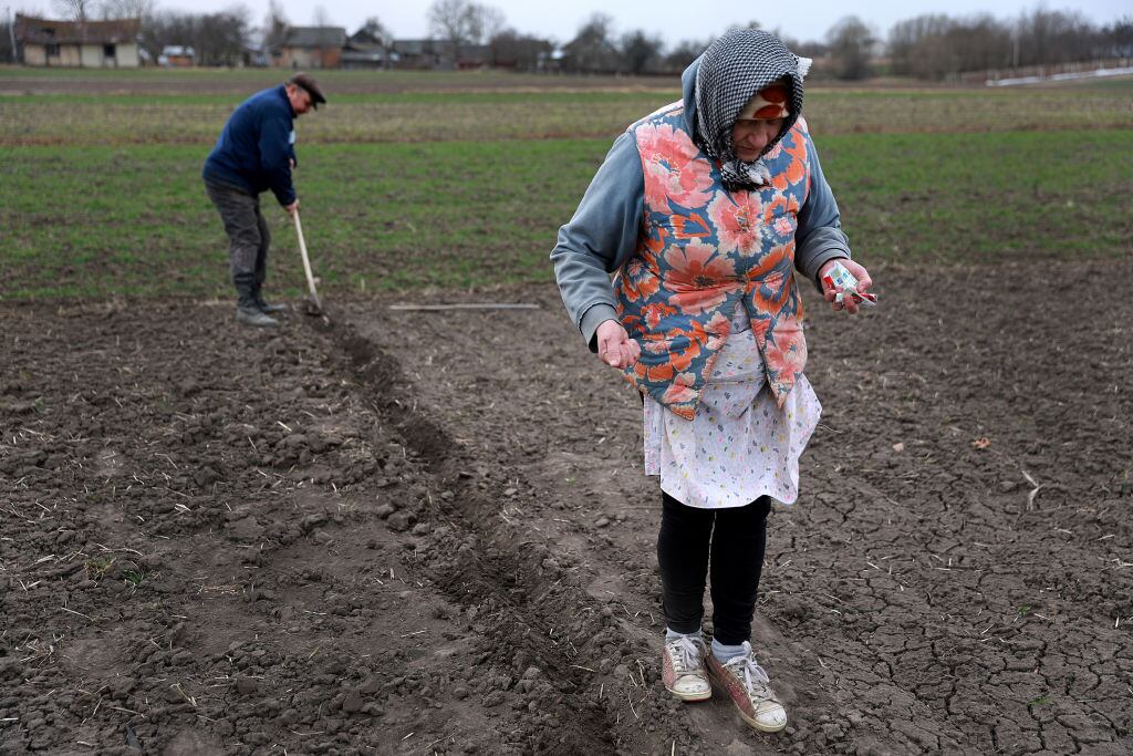 Agricultores locales plantan un terreno en la localidad de Humnyska