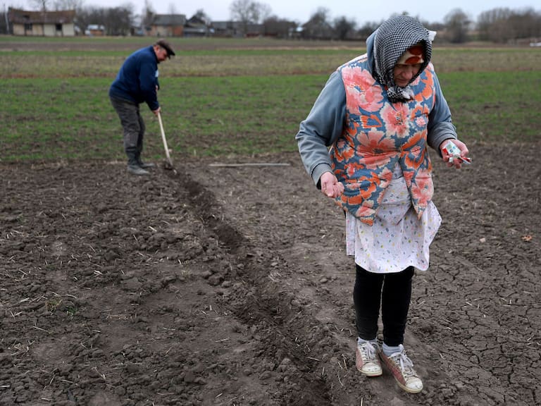 Agricultores locales plantan un terreno en la localidad de Humnyska