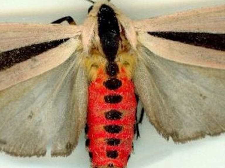 Captan a extraña mariposa de «aspecto alienígena» en Indonesia