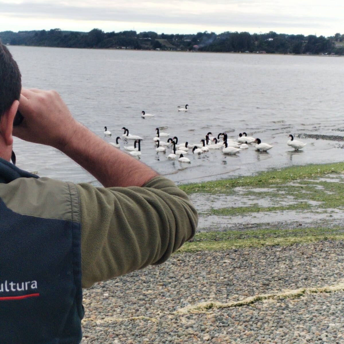 Senapred decreta alerta temprana preventiva en Arica y Parinacota tras primer caso de influenza aviar