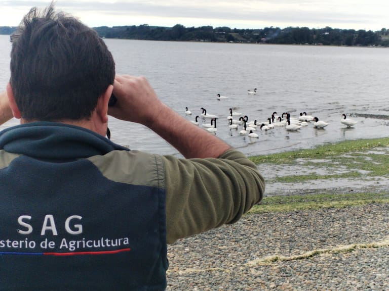 Detectan influenza aviar H5N1 en Los Lagos tras muerte de cerca de 50 aves domésticas