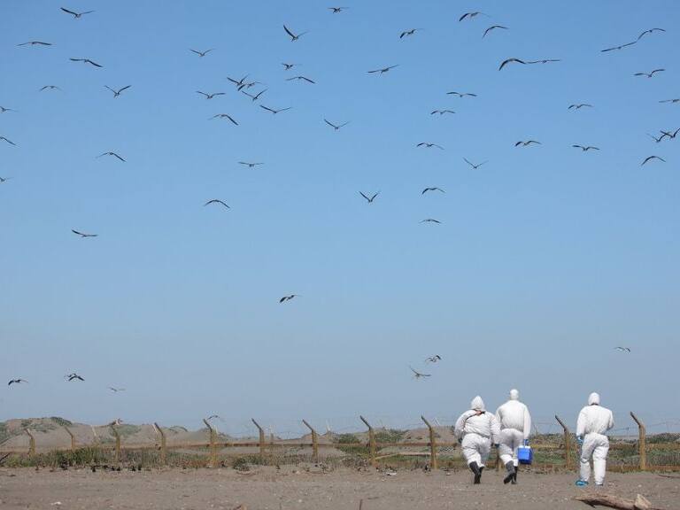 Funcionarios del SAG trabajando por la gripe aviar. / Cedido.