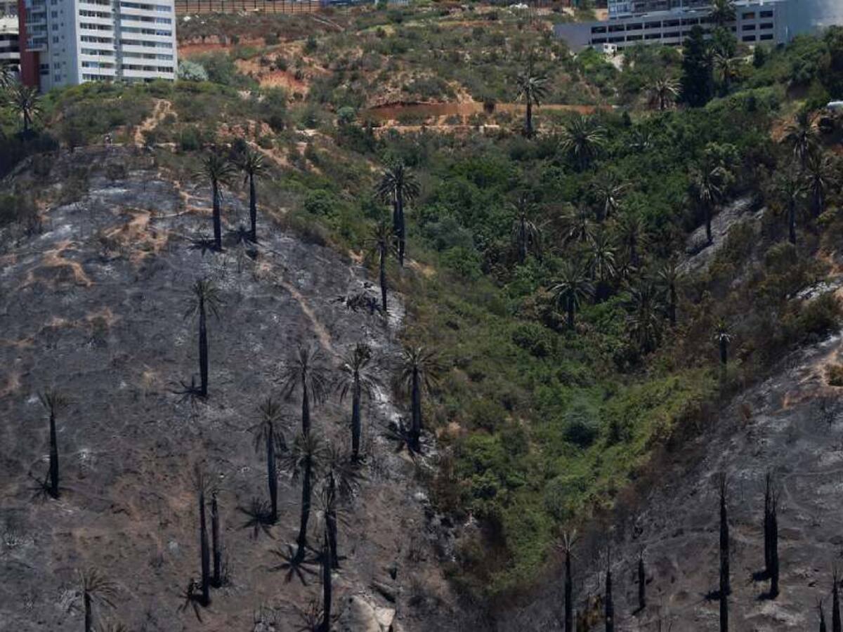 Declaran Alerta Temprana Preventiva para la región de Valparaíso por amenaza de incendios forestales