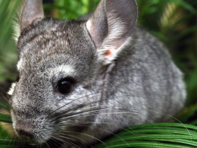 Minera gastará casi medio millón de dólares para sacar a una colonia de 25 chinchillas de una montaña con oro en el norte de Chile