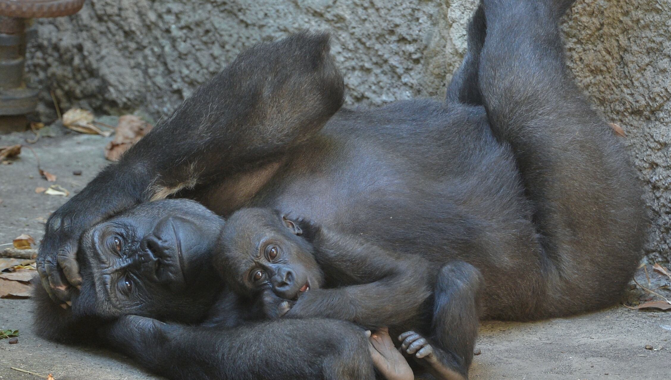 Kanji playing with her mother at Melbourne Zoo on a warm autumn day on March 17th, 2016 in Melbourne Zoo, Australia.