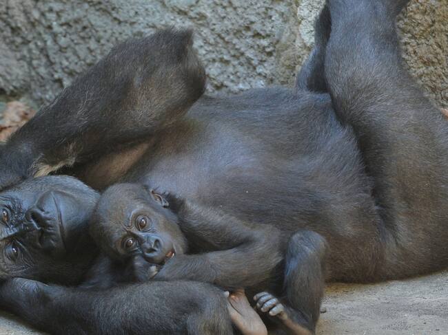 Kanji playing with her mother at Melbourne Zoo on a warm autumn day on March 17th, 2016 in Melbourne Zoo, Australia.