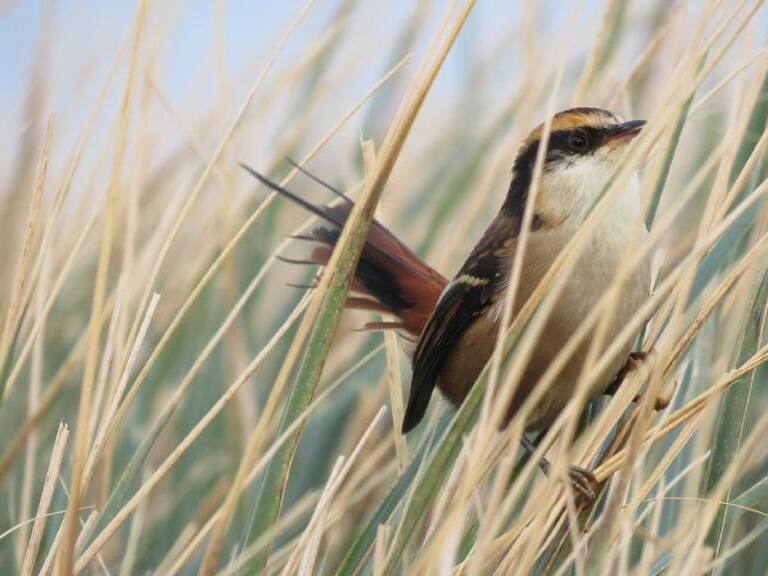 Científicos creen haber resuelto la razón por la que los pájaros cantan al amanecer