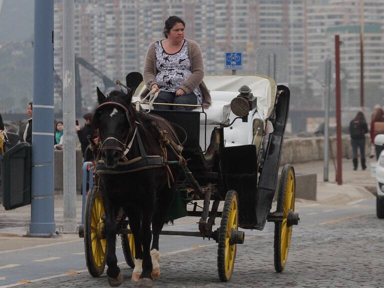 Victorias de Viña del Mar dejarán de circular con caballos tras consulta ciudadana