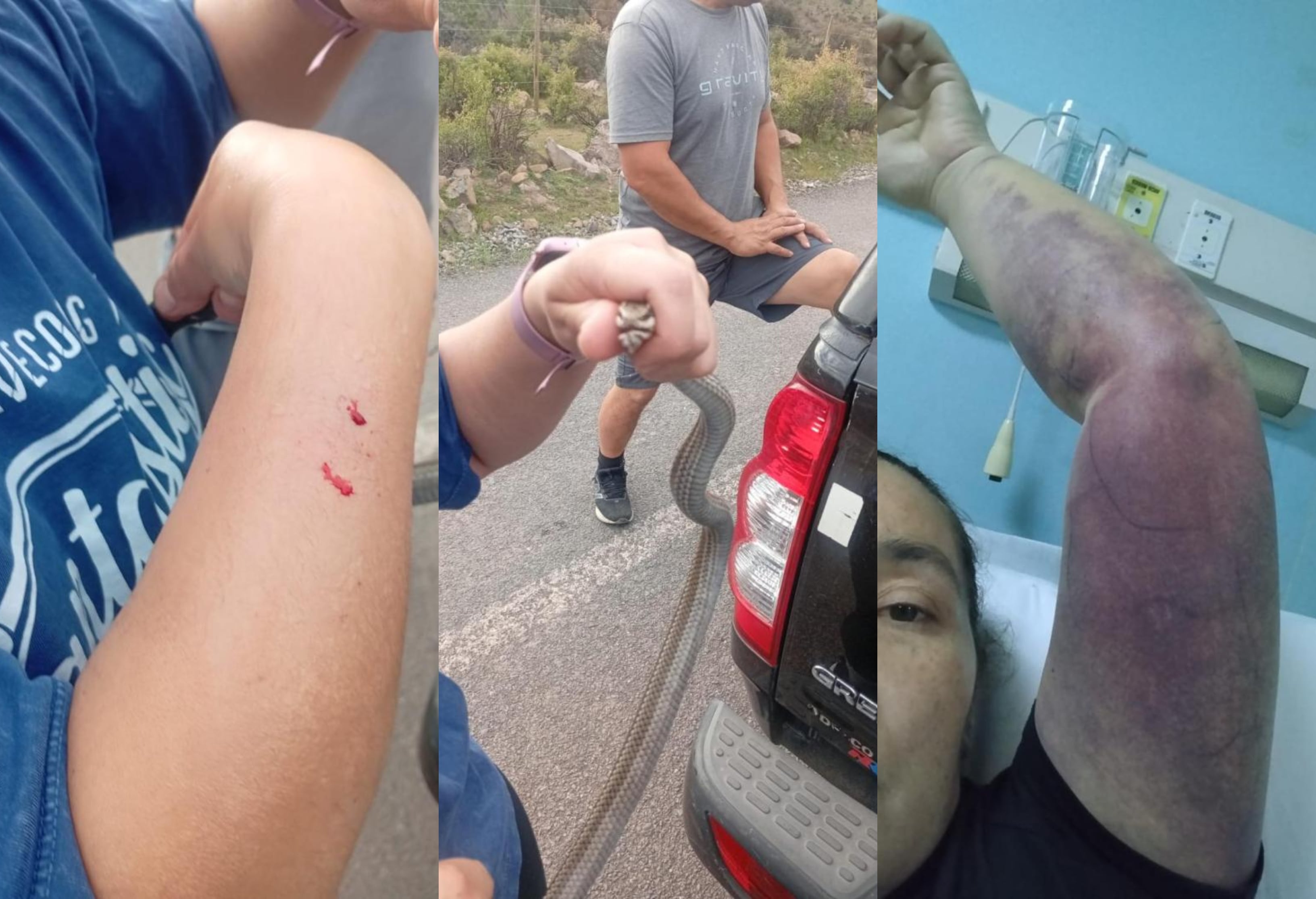 Culebra Putaend