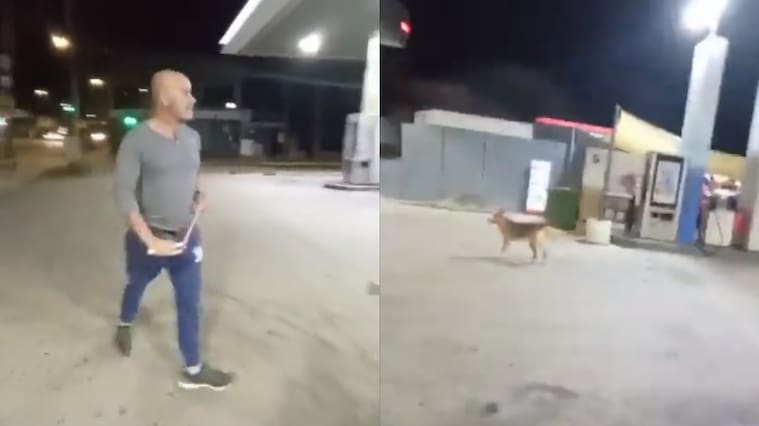 Maltrato Animal