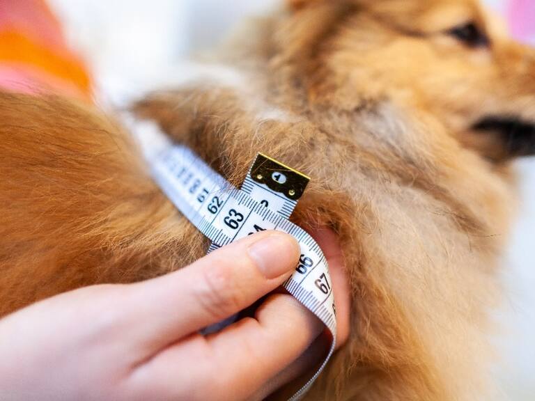 Mascotas también pueden tener diabetes