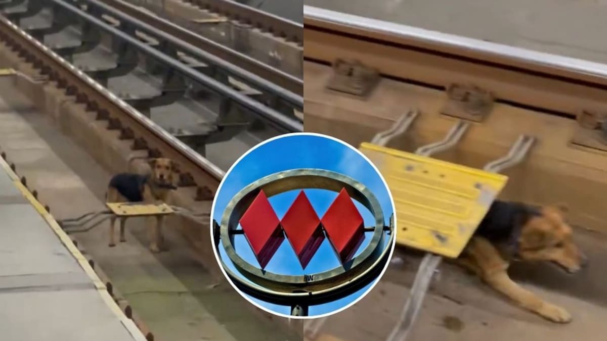 Rescate de perro en Línea 4 desde las vías genera retrasos en el Metro de Santiago