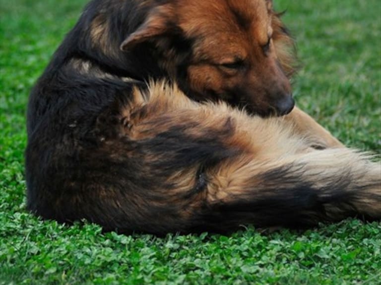 Perro le mordió el pene a ladrón en pleno escape en Tierra Amarilla