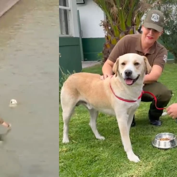 Buscan a sus dueños: Carabineros rescatan a perro arrastrado por la corriente del Canal San Carlos en La Reina