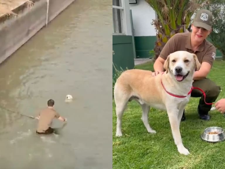 Buscan a sus dueños: Carabineros rescatan a perro arrastrado por la corriente del Canal San Carlos en La Reina