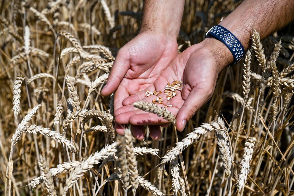 Un trabajador muestra el trigo que produce en un campo de Ucrania