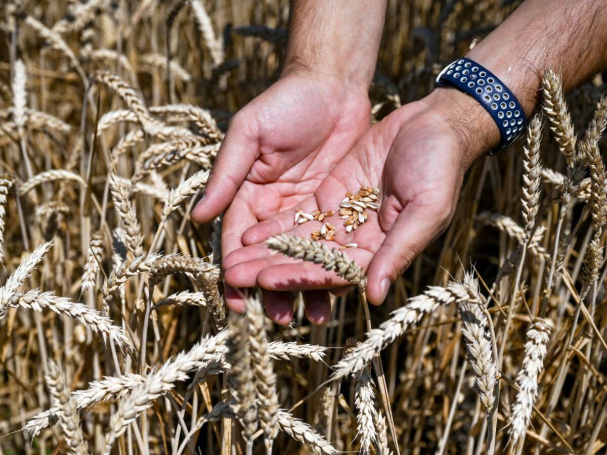 Guerra: Ucrania y Rusia con acuerdo para exportar cereales