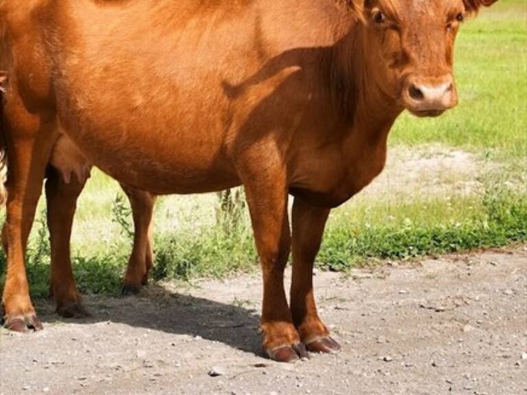 Insólita cifra de adultos en EE.UU. creen que leche chocolatada viene de vacas café