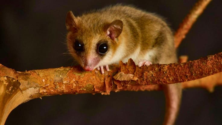 Cámaras trampa logran captar presencia del monito del monte en la Patagonia chilena