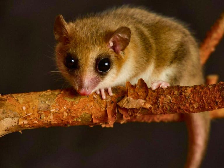 Cámaras trampa logran captar presencia del monito del monte en la Patagonia chilena