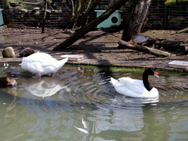 Influenza aviar: SAG confirma casos en aves del Jardín Botánico de la Universidad de Talca