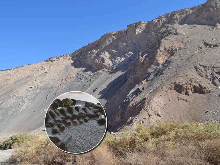 Hallazgo histórico: investigadores de la U. de Chile descubren el primer plesiosaurio del Jurásico en Chile