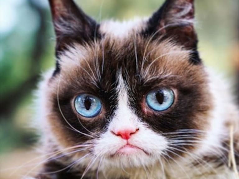 A los 7 años falleció Grumpy Cat, la gatita más popular de Internet