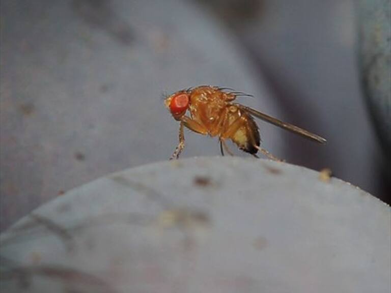 SAG inicia operativo para exterminar mosca de la fruta detectada en Las Condes