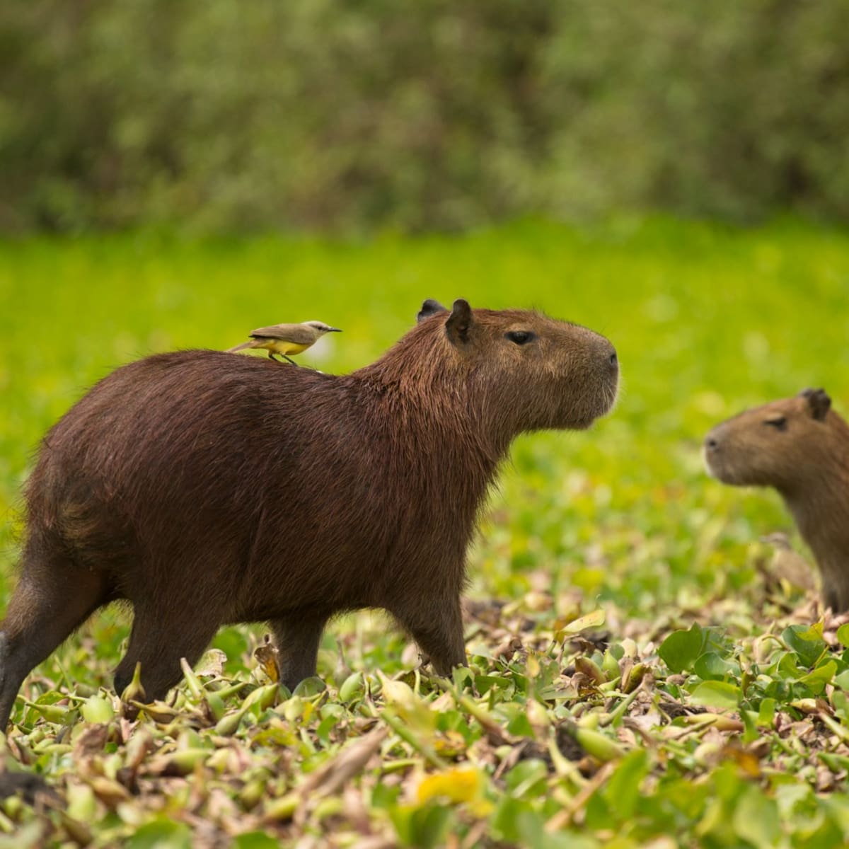 ¿Hubo capibaras en Chile? Un diente en la región de Atacama es la clave sobre esa pregunta y el pasado del país