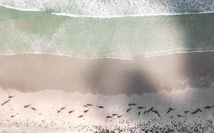 Muerte de ballenas piloto o calderones en las islas Chatham