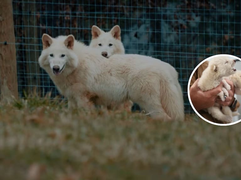 Colossal Biosciences