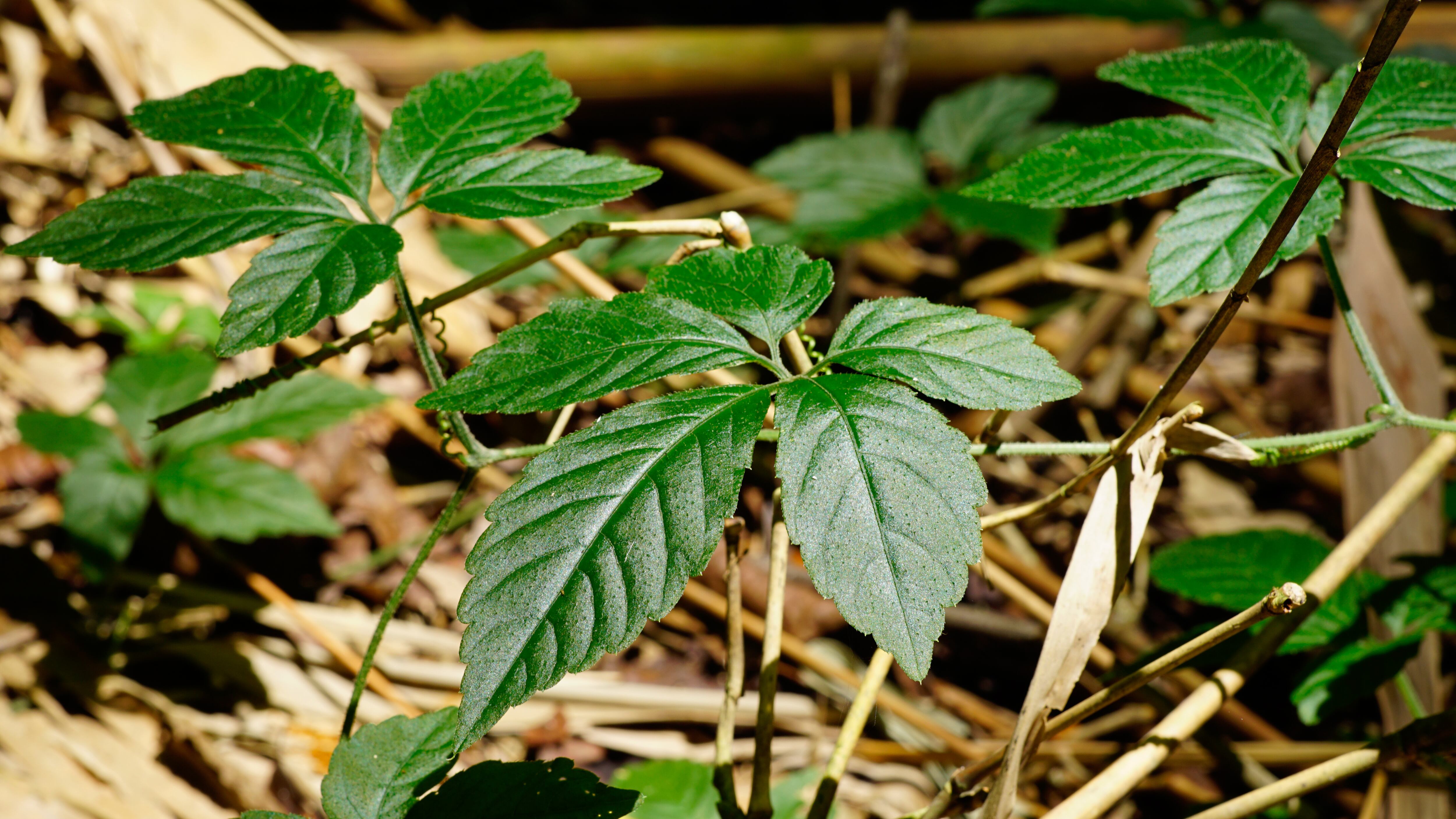 Té de Jiaogulan