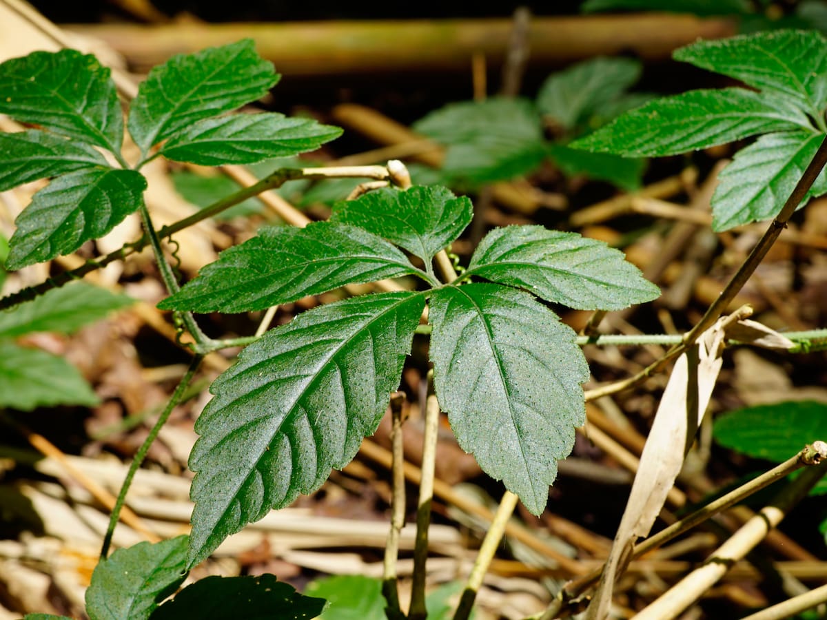Conoce la “hierba de la inmortalidad”: supera al té verde por su gran cantidad de beneficios
