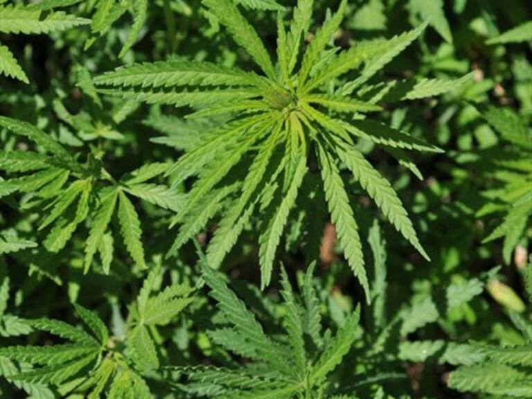 Adulto mayor fue detenido con más de $300 millones en marihuana elaborada para su venta
