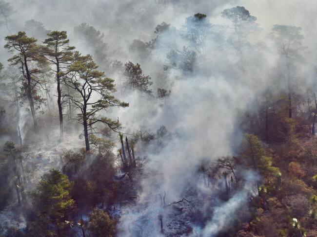 El incendio forestal que afecta el norte de México