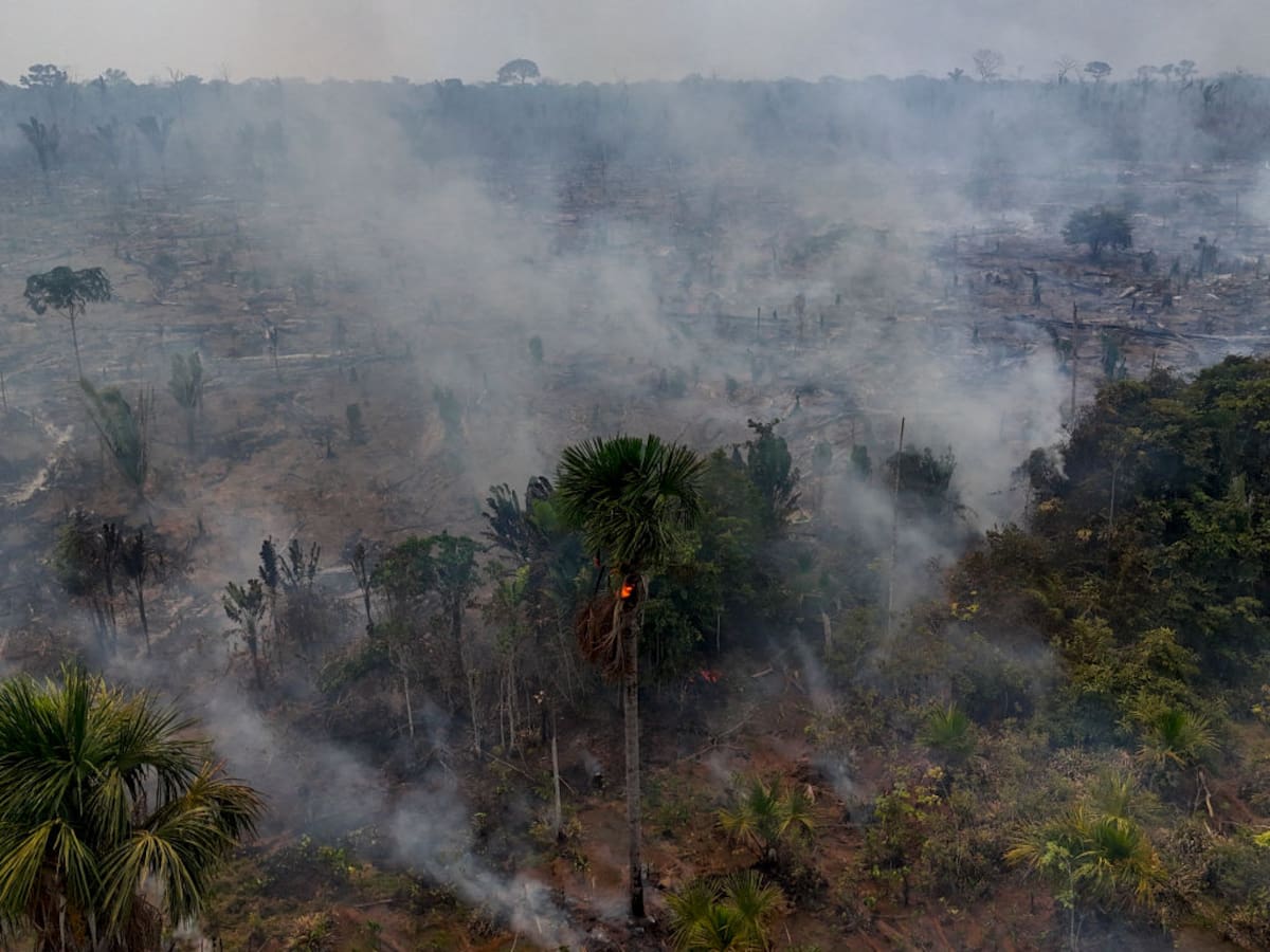 Gobierno de Brasil quiere elevar las sanciones para los delitos contra el medio ambiente