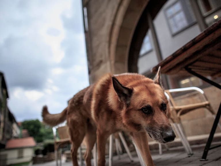Perro esperó durante cuatro días a su dueño que se quitó la vida en puente