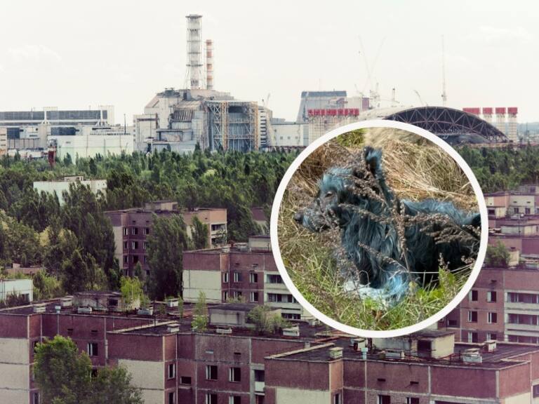 Así son los intrigantes perros azules que rondan la zona de exclusión de Chernóbil